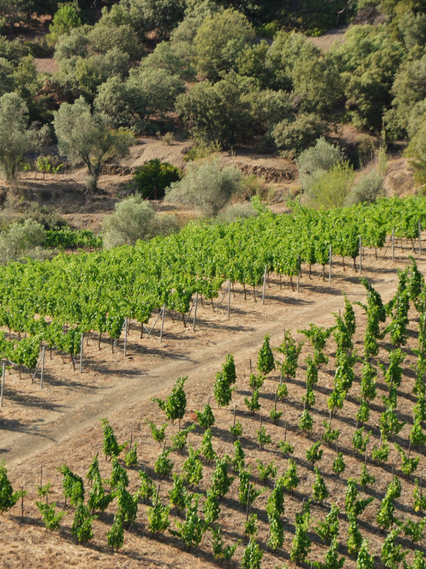 audit d'exploitation des domaines viticoles